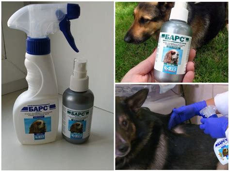 Аэрозоли против блох: принцип действия, отличия, цена и отзывы