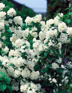 Чубушник (жасмин), купить саженцы оптом и в розницу, с доставкой