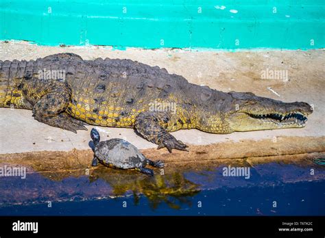 Florida Crocodile Hi Res Stock Photography And Images Alamy