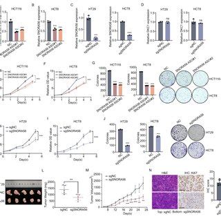 SNORA56 Promotes CRC Proliferation In Vitro And In Vivo A C The