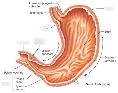 Chapter 6; gut instincts Diagram | Quizlet