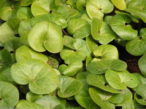 Копытень европейский (Asarum europaeum L.) - лекарственное, ядовитое ...