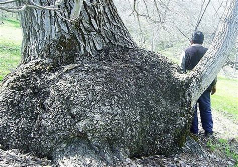 ГДЕ СТАВИЛИ КАПИЩА, НАШИ ПРЕДКИ? Если вы решили построить капище и ...
