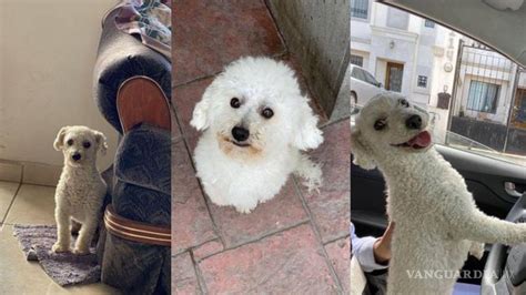 Ciudadana De Saltillo Busca A Su Perrito Asegura Que Es Gay Y Su Novio Lo Espera En Casa