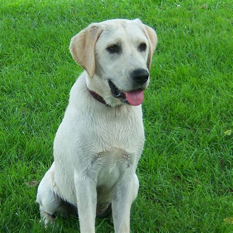 labrador retriever pedigree