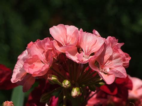 Geraniums Flowers Garden Pink Free Photo On Pixabay Pixabay