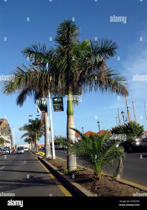 Royal Palm Roystonea Regia Roystonia Regia Ornamental Tree In San