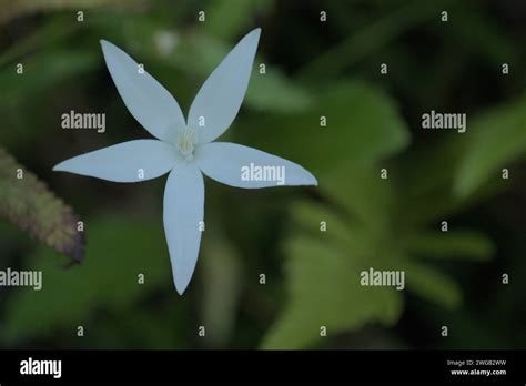 A Beautiful White Flower Stock Photo Alamy