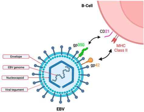 Life Free Full Text Epstein Barr Virus And The Pathogenesis Of Diffuse Large B Cell Lymphoma