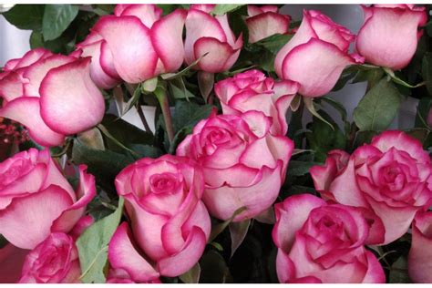 Саженец Розы "Карусель"