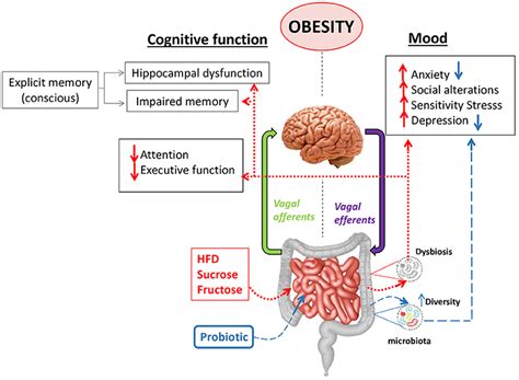 Frontiers Interplay Between The Gut Brain Axis Obesity And Cognitive