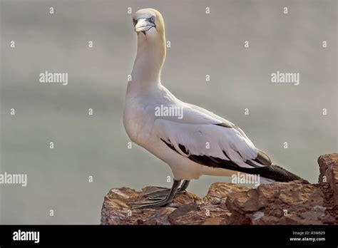 Northern Gannet Sula Bassana Morus Bassanus Stock Photo Alamy