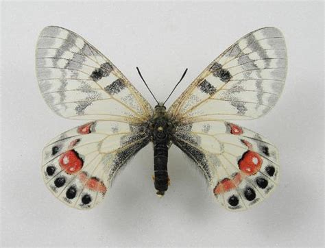 Parnassius - AUREUS butterflies & insects