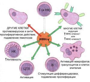 Капли в нос Виферон при насморке детям: инструкция по применению