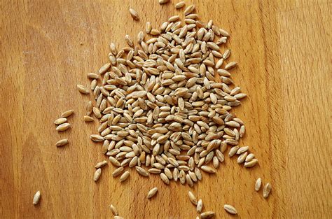 Разновидности пшеницы и опыт работы с ними (+видео Тартин с тритикале)