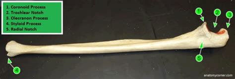 Ulna And Humerus