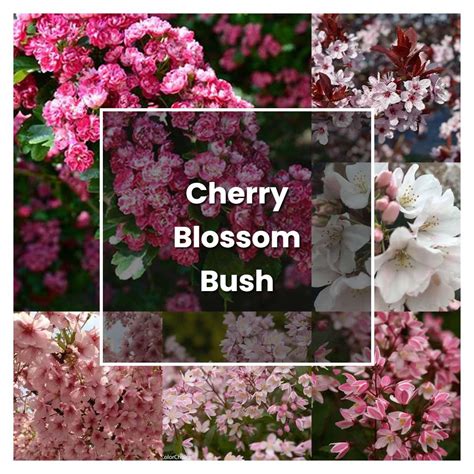 How To Grow Cherry Blossom Bush Plant Care And Tips Norwichgardener