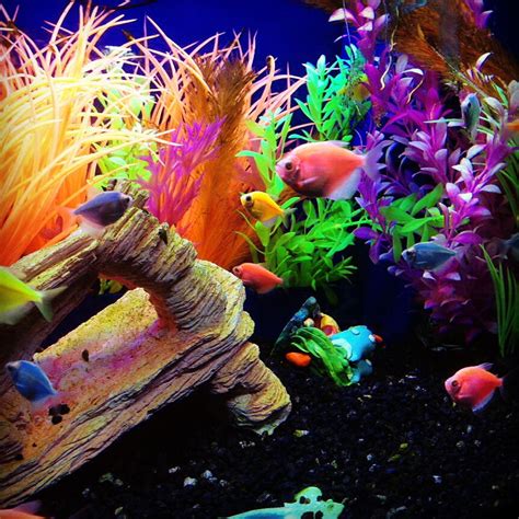 Glofish In Tank - Din Aquarium Fish