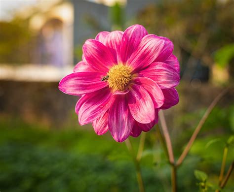 꽃 벌 자연 Pixabay의 무료 사진 Pixabay