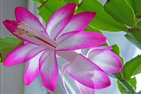 Зигокактус: важные секреты ухода и пересадки дома + фото