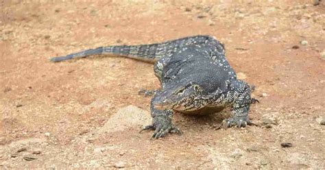Asian Water Monitor Lizard Animalbehaviorcorner