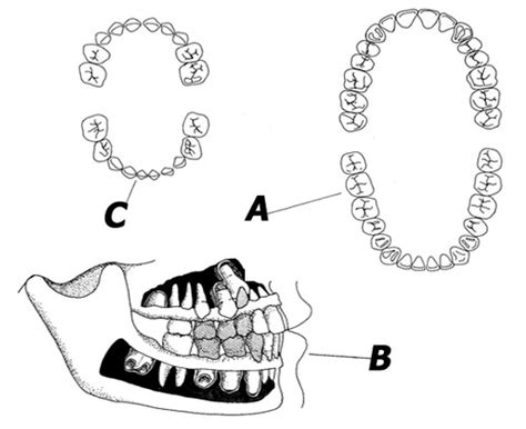 Dental Terminology Lesson 6 Flashcards Quizlet
