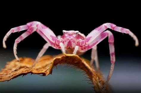 🔥 Pink Flower Crab Spider 🔥 : r/NatureIsFuckingLit