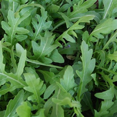 Arugula - Sugar Creek Gardens