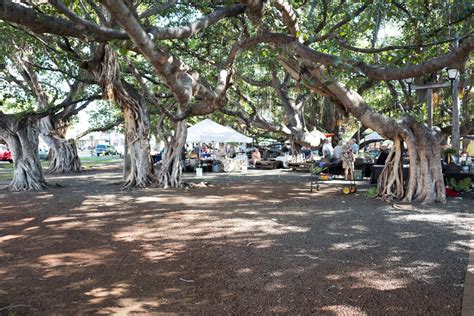 Photos Looking Back At Lahainas Famous Banyan Tree Bay Area Telegraph