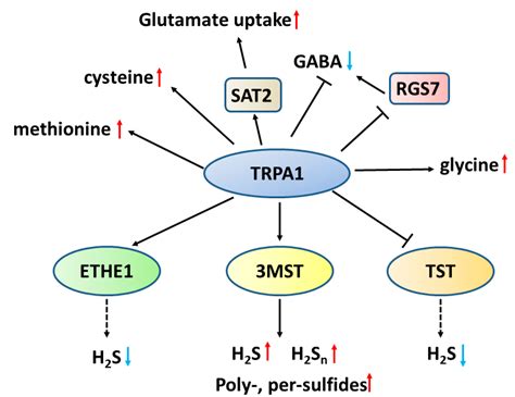 Biomolecules Free Full Text Hydrogen Sulfide H2S Polysulfides