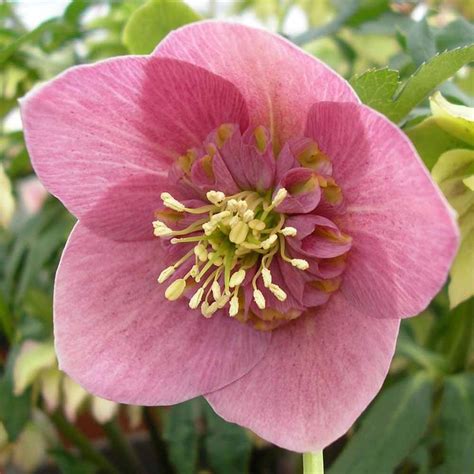17 Best images about Helleborus on Pinterest | Plants, Kingston and Winter