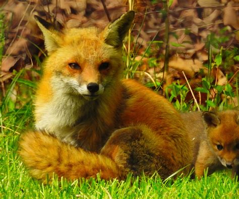 Ezo Red Fox By C O N R A D 500px