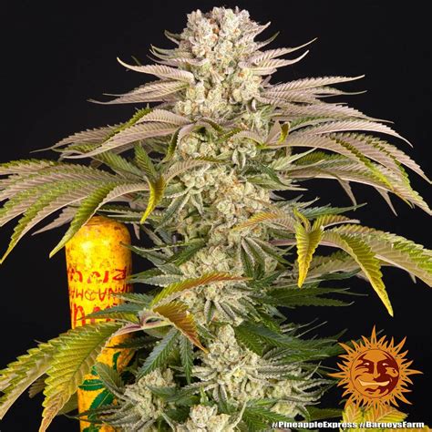 Pineapple Express Strain Seeds Barneys Farm Usa