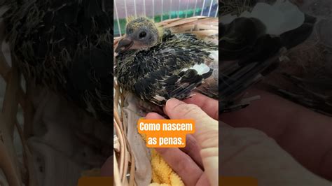 Como Nascem As Penas Das Aves Calopsitas E Todas Outras Calopsita