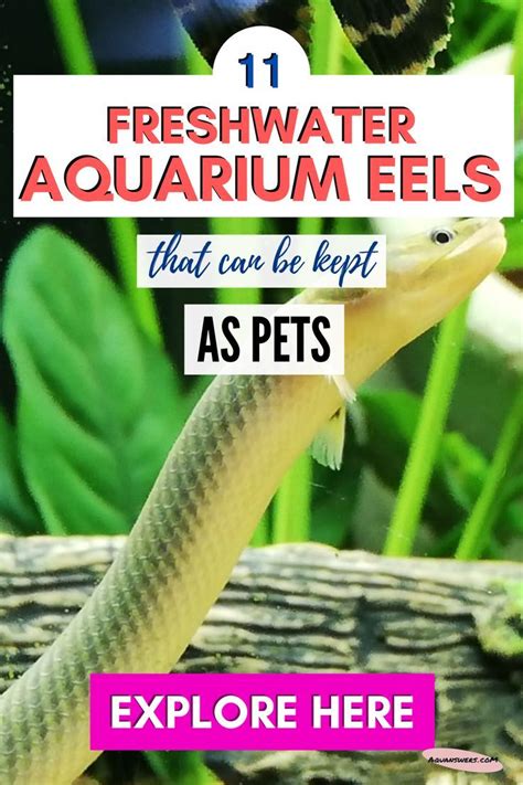 13 freshwater aquarium eels that can be kept as pets – Artofit