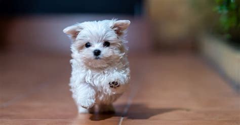 Prettiest Dog Breed In The World