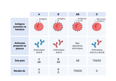 O Que São Anticorpos E Antígenos - Quais são os tipos sanguíneos? - Cursau Educação - Blog
