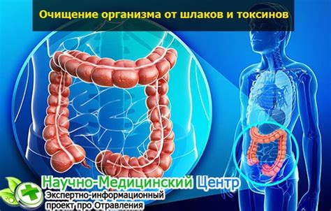 Как почистить кишечник от шлаков и токсинов народными средствами? ТОП 7 ...