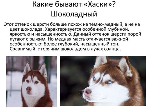 Хаски. История породы - online presentation