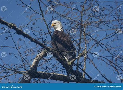 Bald Eagle stock photo. Image of eagle, washington, majestic - 48793992