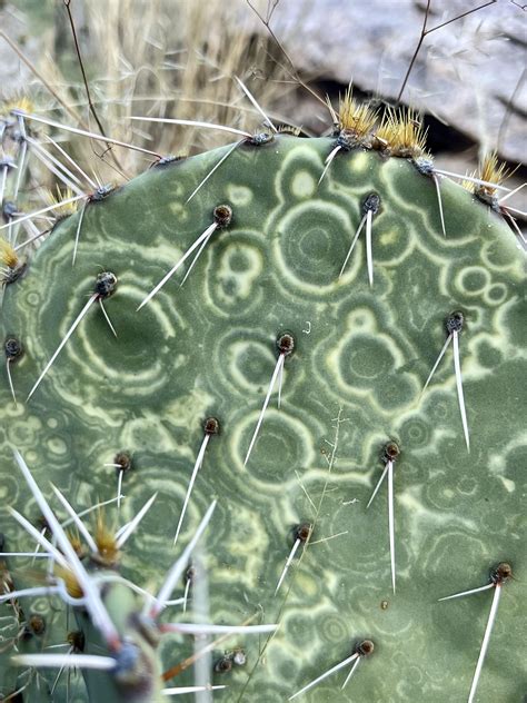 question: can anyone explain strange pattern on prickly pear cactus