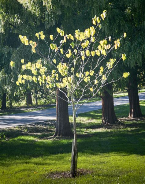 Cercis Canadensis F Alba Royal White