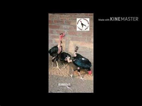 Considering Naked Neck Chickens The Things You Must Know First The Featherbrain