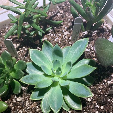 10 Advantages Of Having A Pearl Echeveria
