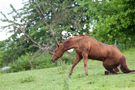 West Nile Virus In Horses An Update