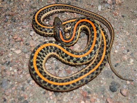 Pictures To Identify Garden Snake Types Artofit