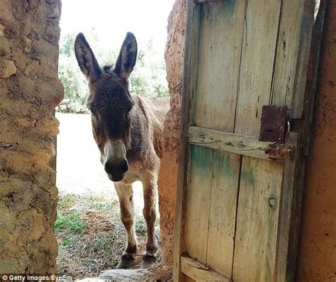 FARK Man Caught Having Sex With Donkey Told It S Your Ass Now