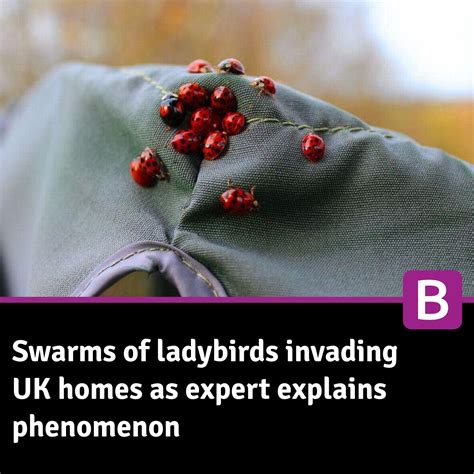 Birmingham - Swarms of ladybirds invading UK homes as expert explains