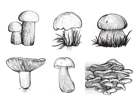 Set Of Forest Mushrooms Edible Mushrooms 3316416 Vector Art At Vecteezy