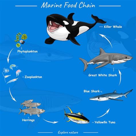 Premium Vector Marine Food Chain Vector Illustration Of Food Chain In
